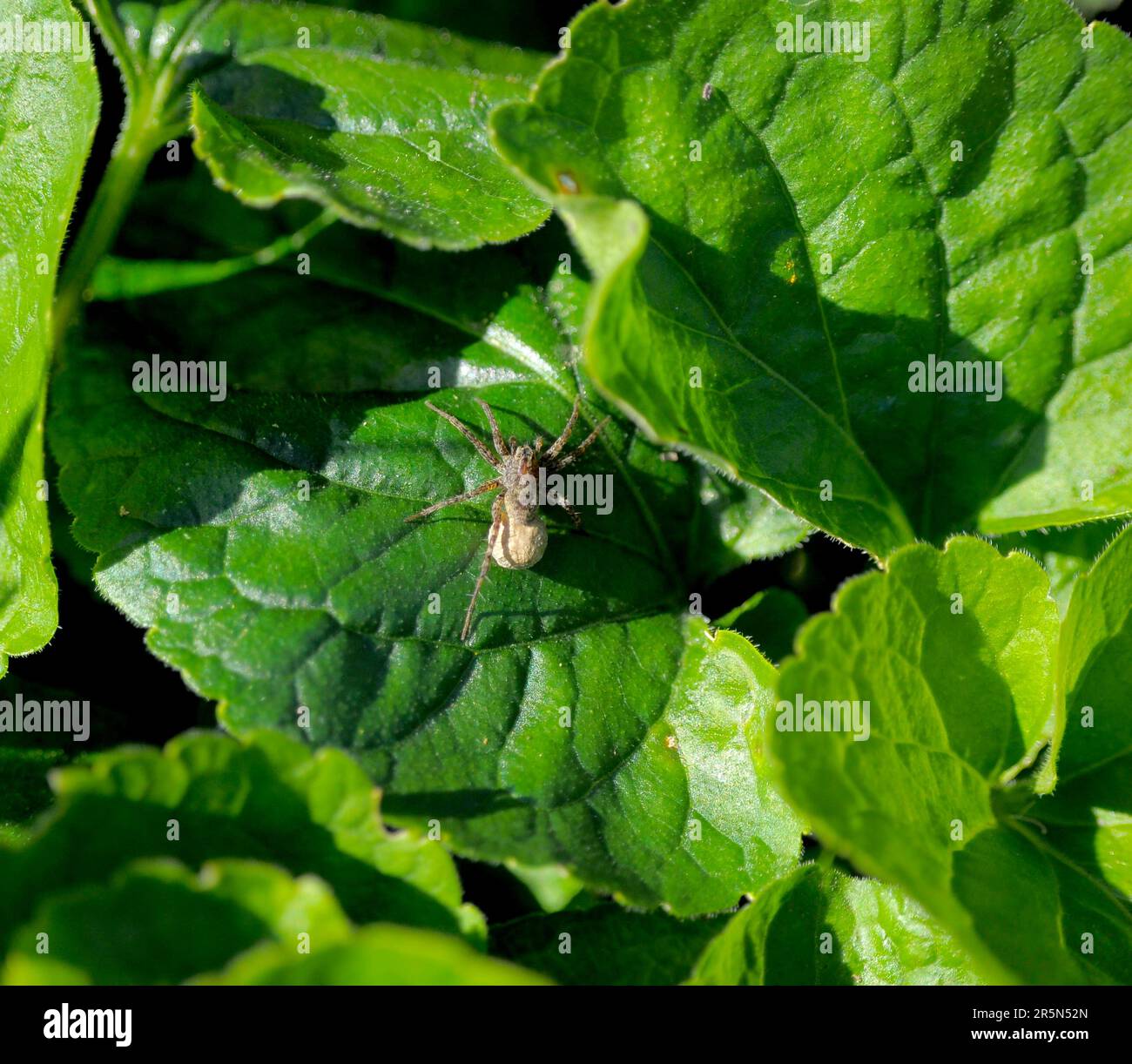 Spider on geranium leaf Stock Photo