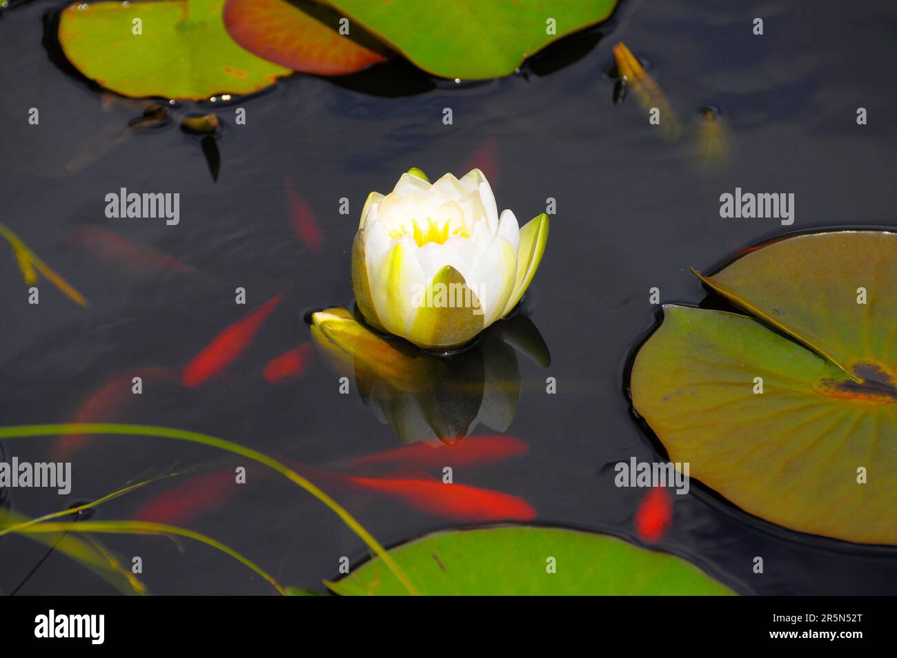 White water lilies in the garden pond, goldfish in the garden pond Stock Photo