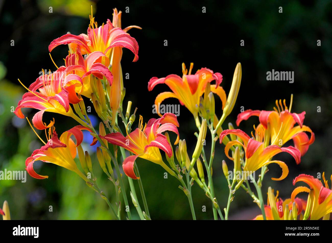 Best Daylilies Plants for sale in Winkler, Manitoba for 2024