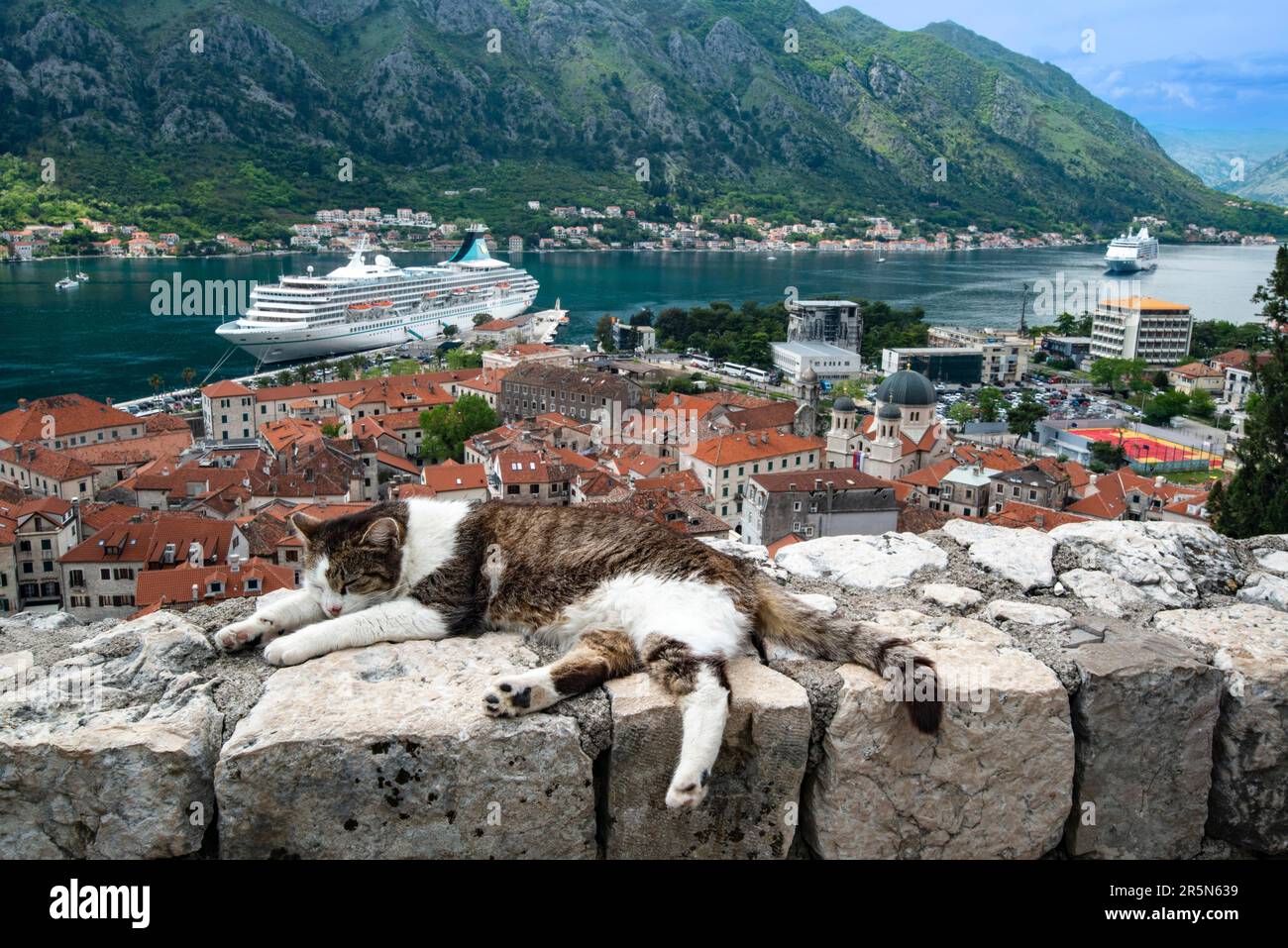 View Over The Roofs Of The Old Town Sleeping Cat Kotor Bay Of Kotor view-over-the-roofs-of-the-old-town-sleeping-cat-kotor-bay-of-kotor