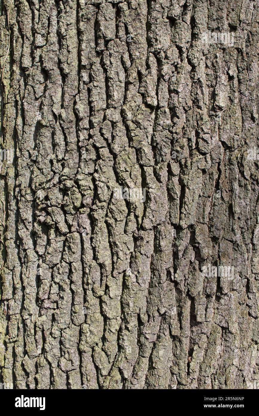Tree structure hi-res stock photography and images - Alamy