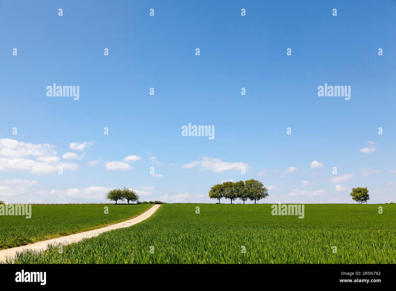 Walnut trees in the grain field Stock Photo Alamy