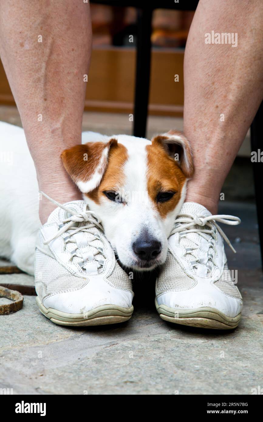 Young, cute dog looking for protection through the legs of his Stock Photo