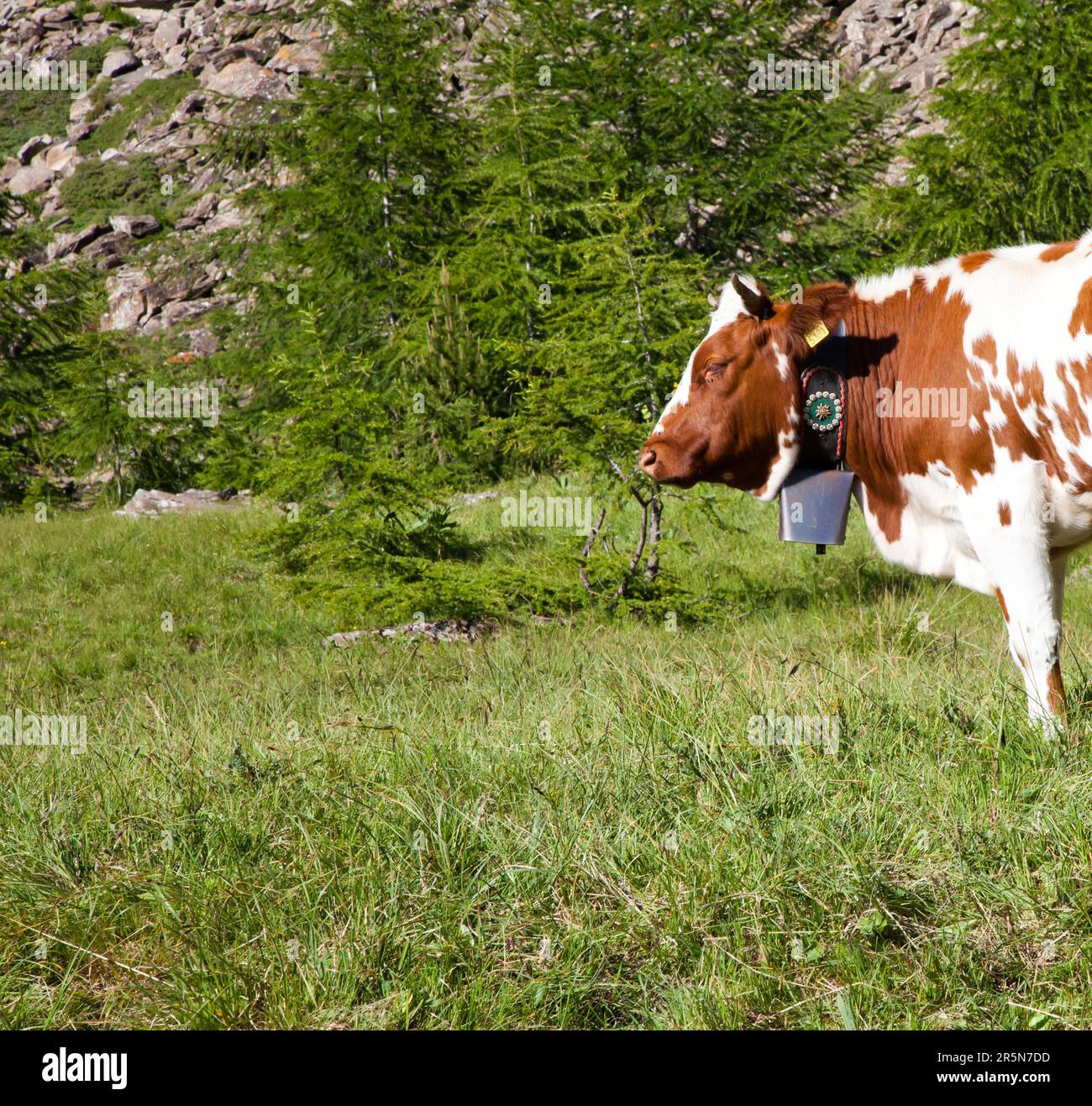 Italian Ciws Italian cows during a sunny day close to Susa, Piedmont, Italian Alps ...