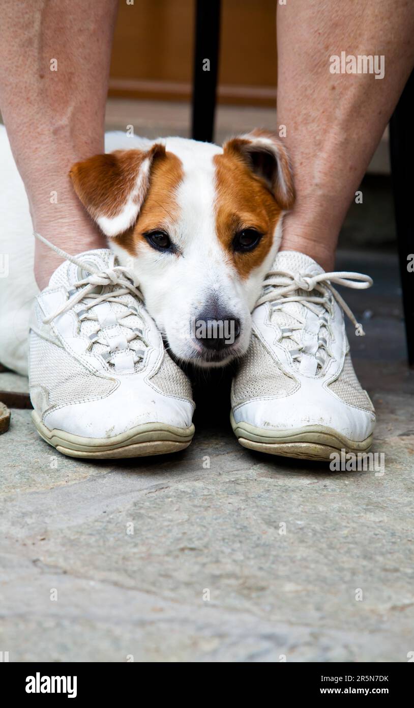 Young, cute dog looking for protection through the legs of his Stock Photo