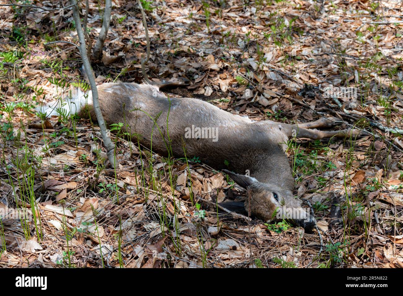 A dead female roadkill deer, Odocoileus virginianus, lying in a ditch next to the road in the Adirondack Mountains, NY, USA Stock Photo