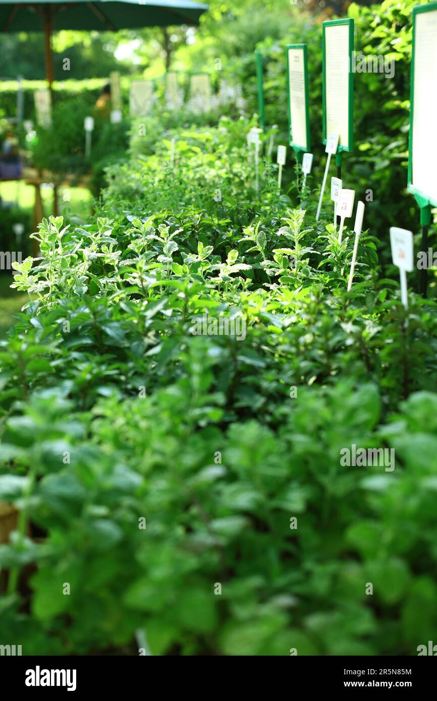 Herbs on the market for sale Stock Photo