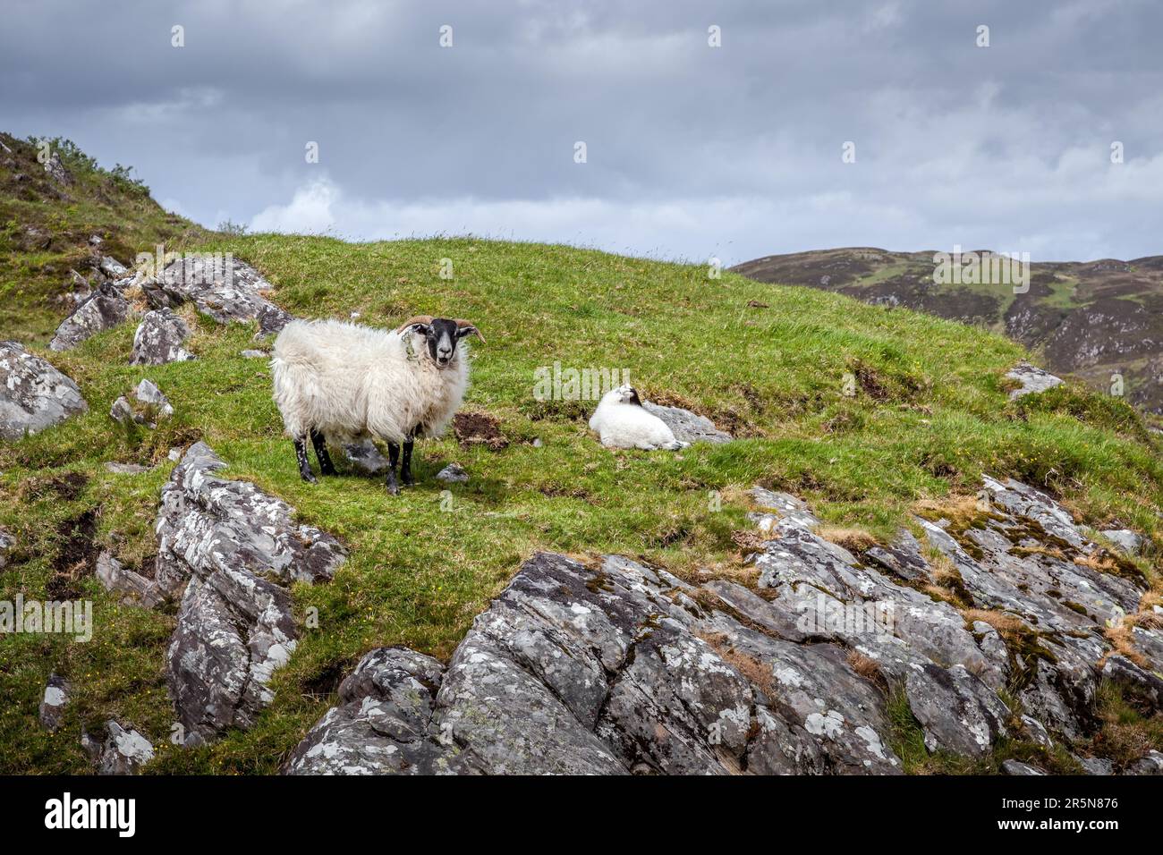 Scottish Blackface ewe and lamb on a hillside near Loch Morar Stock