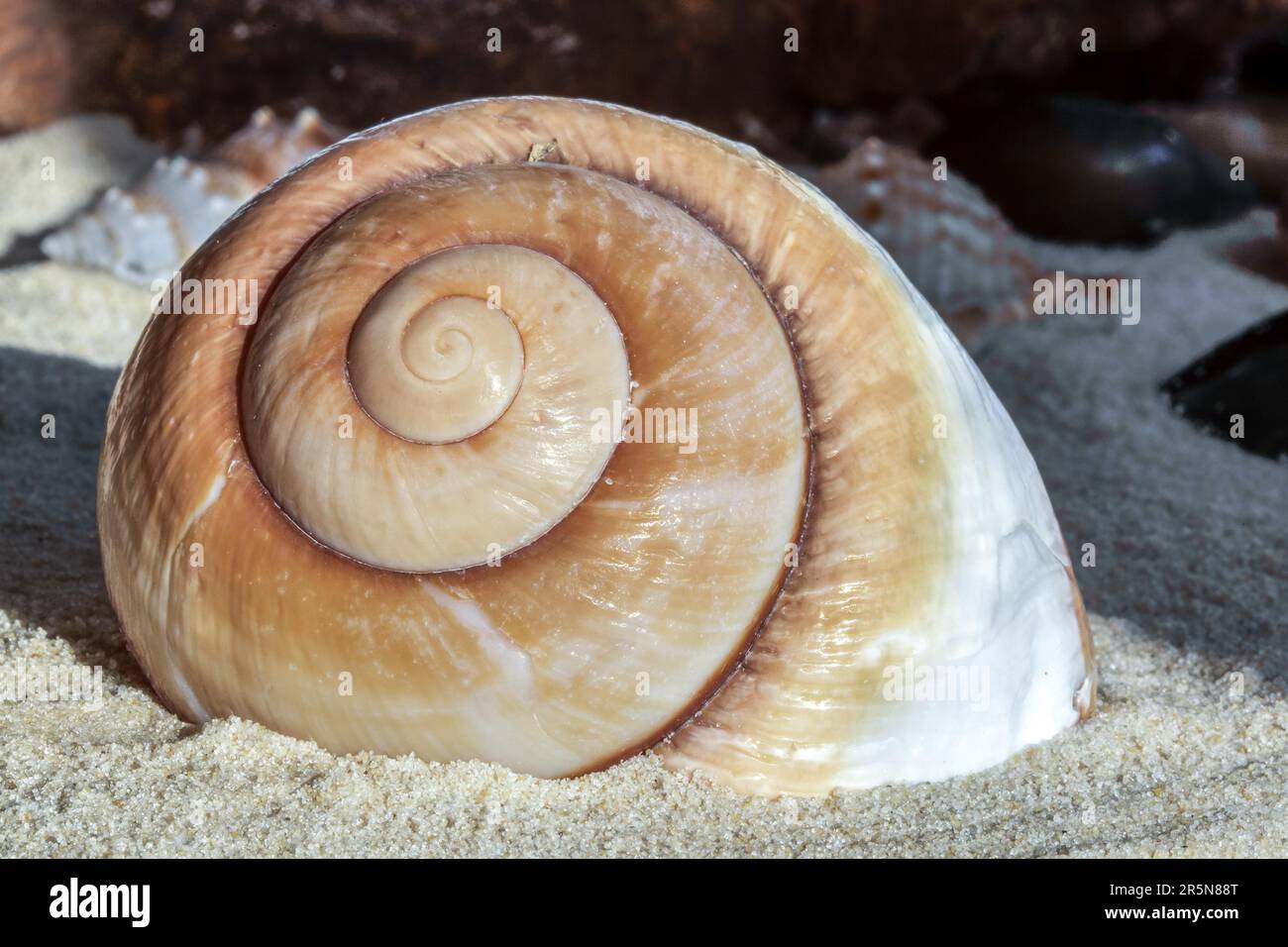 Giant Brown Snail Shell Stock Photo Alamy