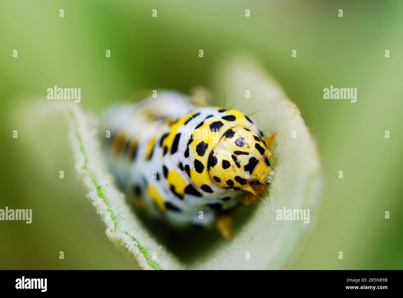 Pupa caterpillar hi-res stock photography and images - Alamy
