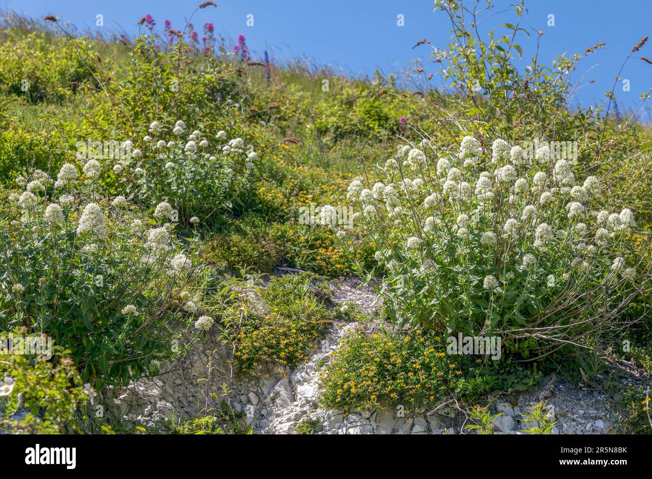 White Valerian (Centranthus ruber alba) growing on cliffs at Eastbourne Stock Photo