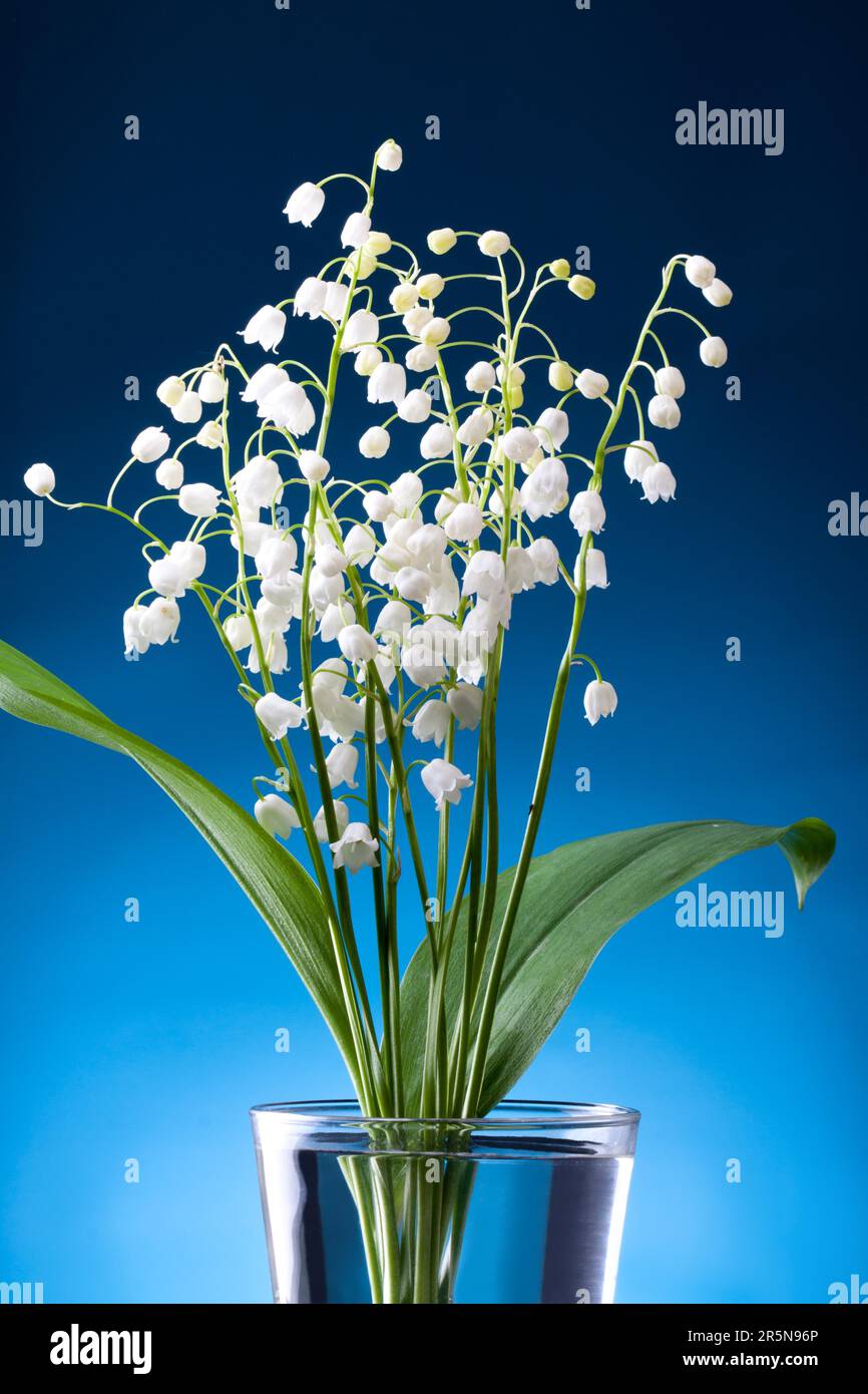 Lily of the valley bunch hi-res stock photography and images - Alamy