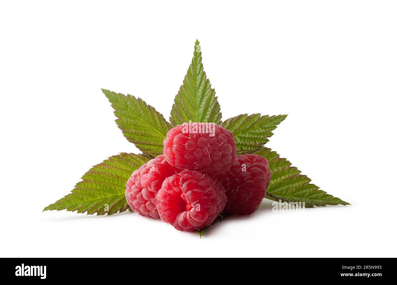 Fresh raspberry on a white backgroundand with soft shadow Stock Photo