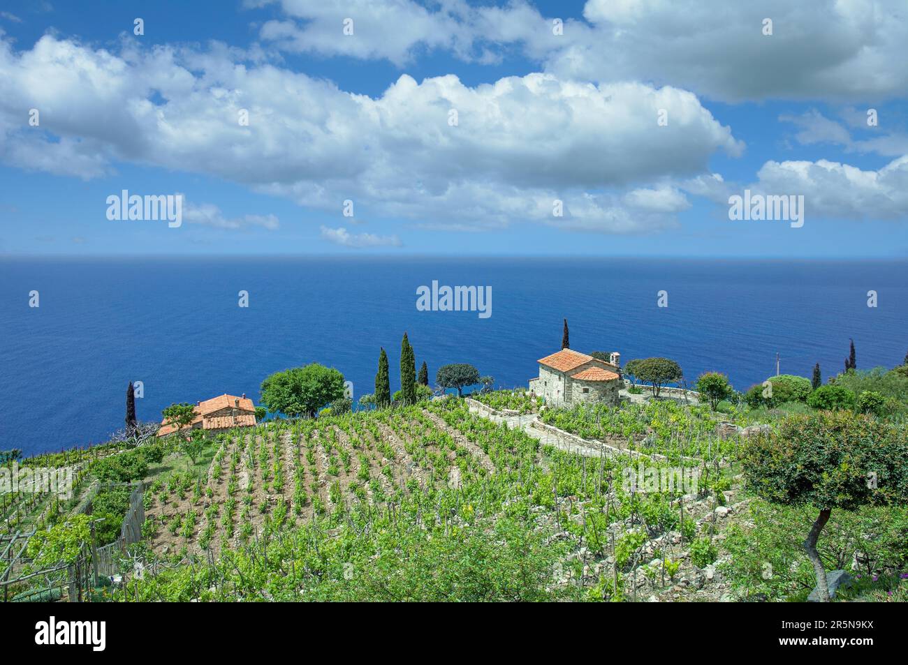 Coastal landscape with vineyard on the island of Elba, Tuscany, Central America, Italy Stock Photo
