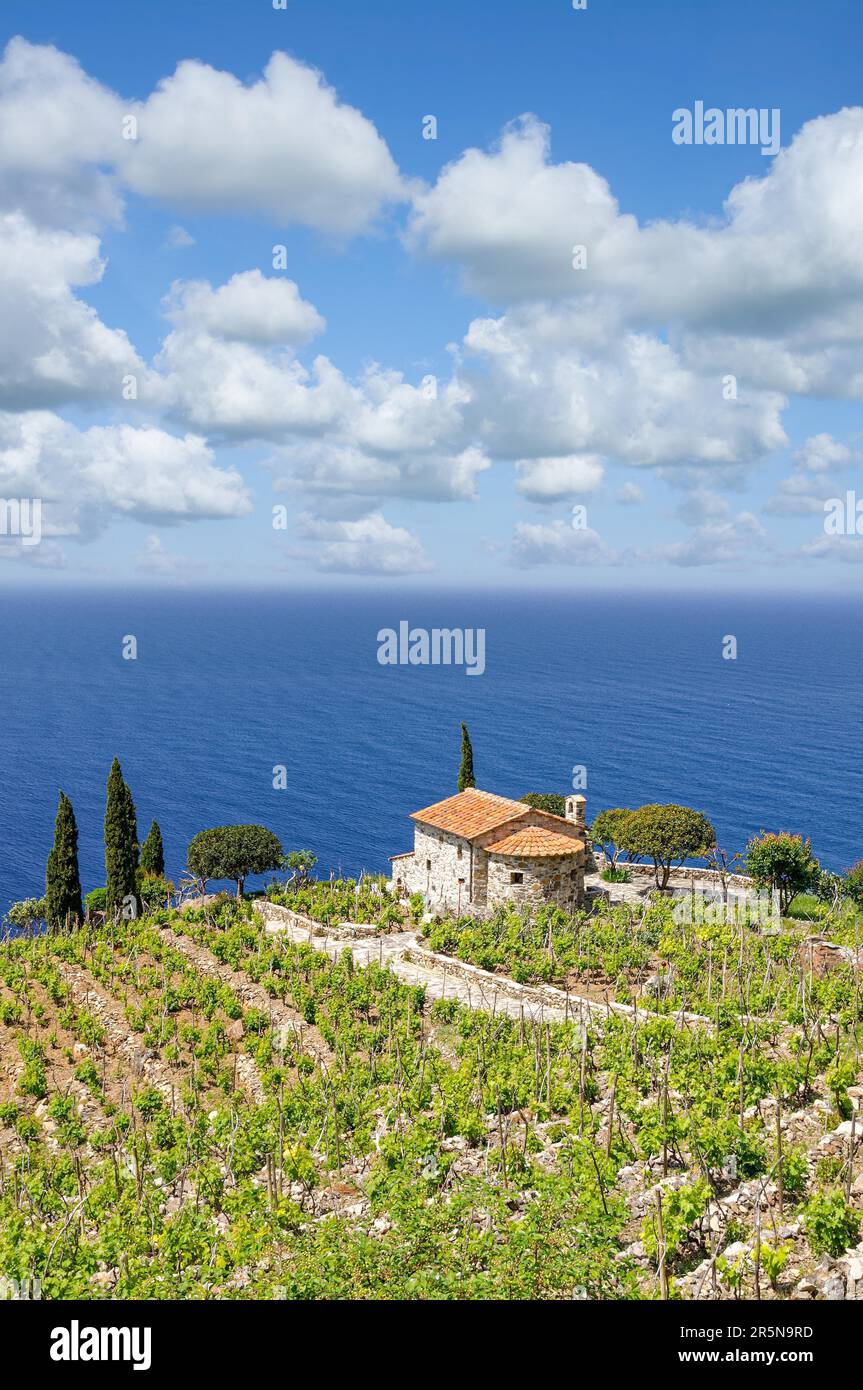 Coastal landscape with vineyards, Elba Island, Tuscany, Mediterranean Sea, Italy Stock Photo