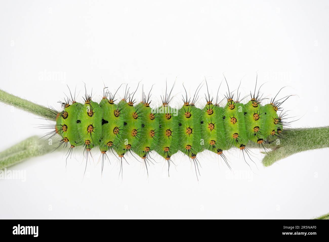 Detail emperor moth caterpillar hi-res stock photography and images - Alamy