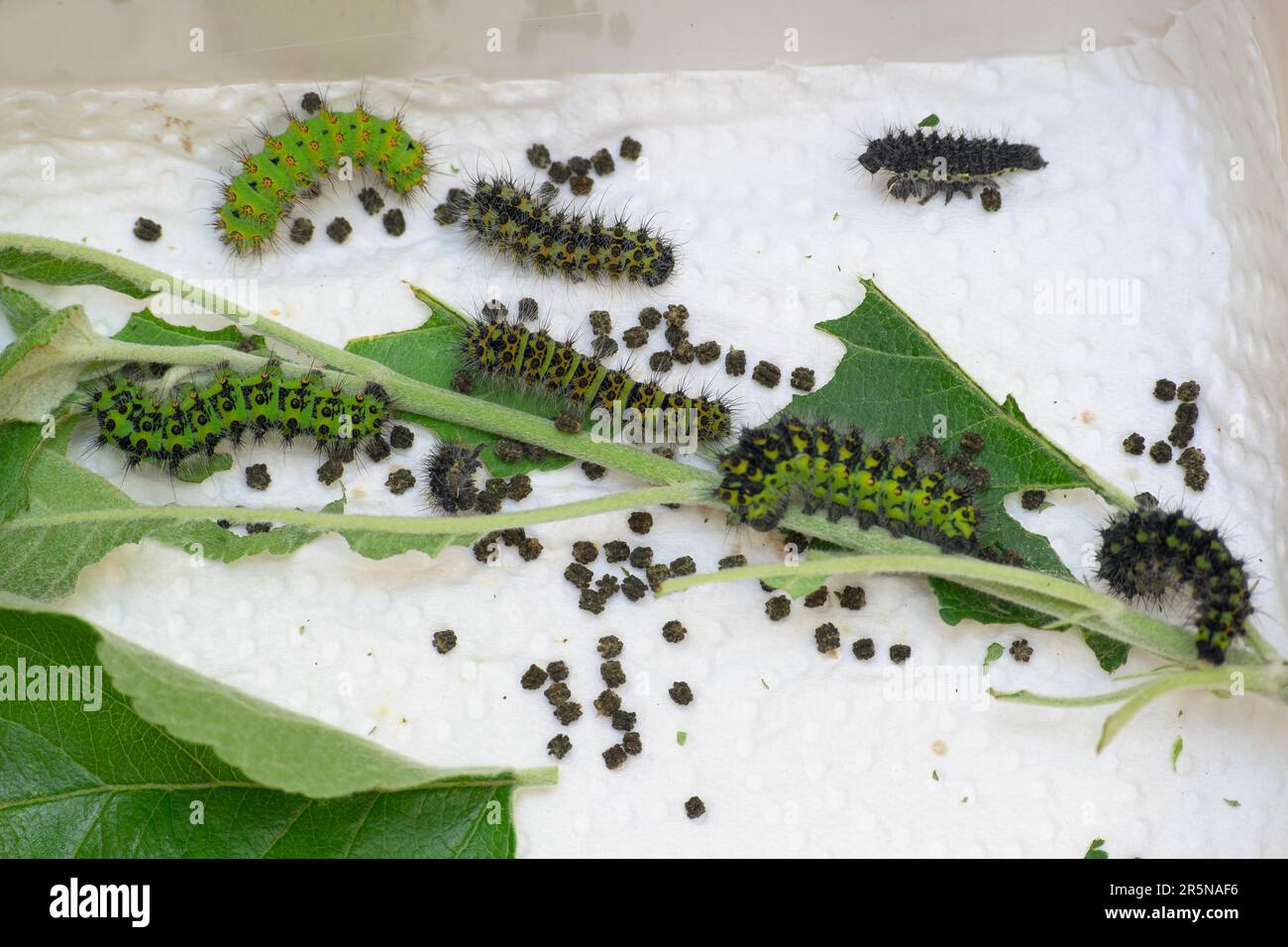 Breeding of caterpillars of the small night peacock (Saturnia pavonia