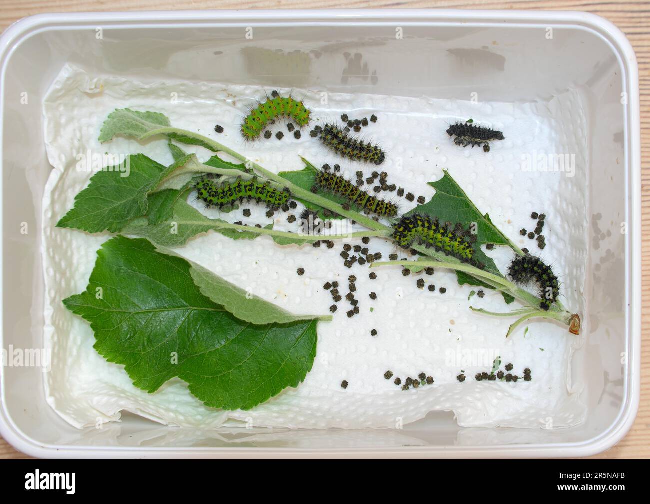 Breeding of caterpillars of the small night peacock (Saturnia pavonia