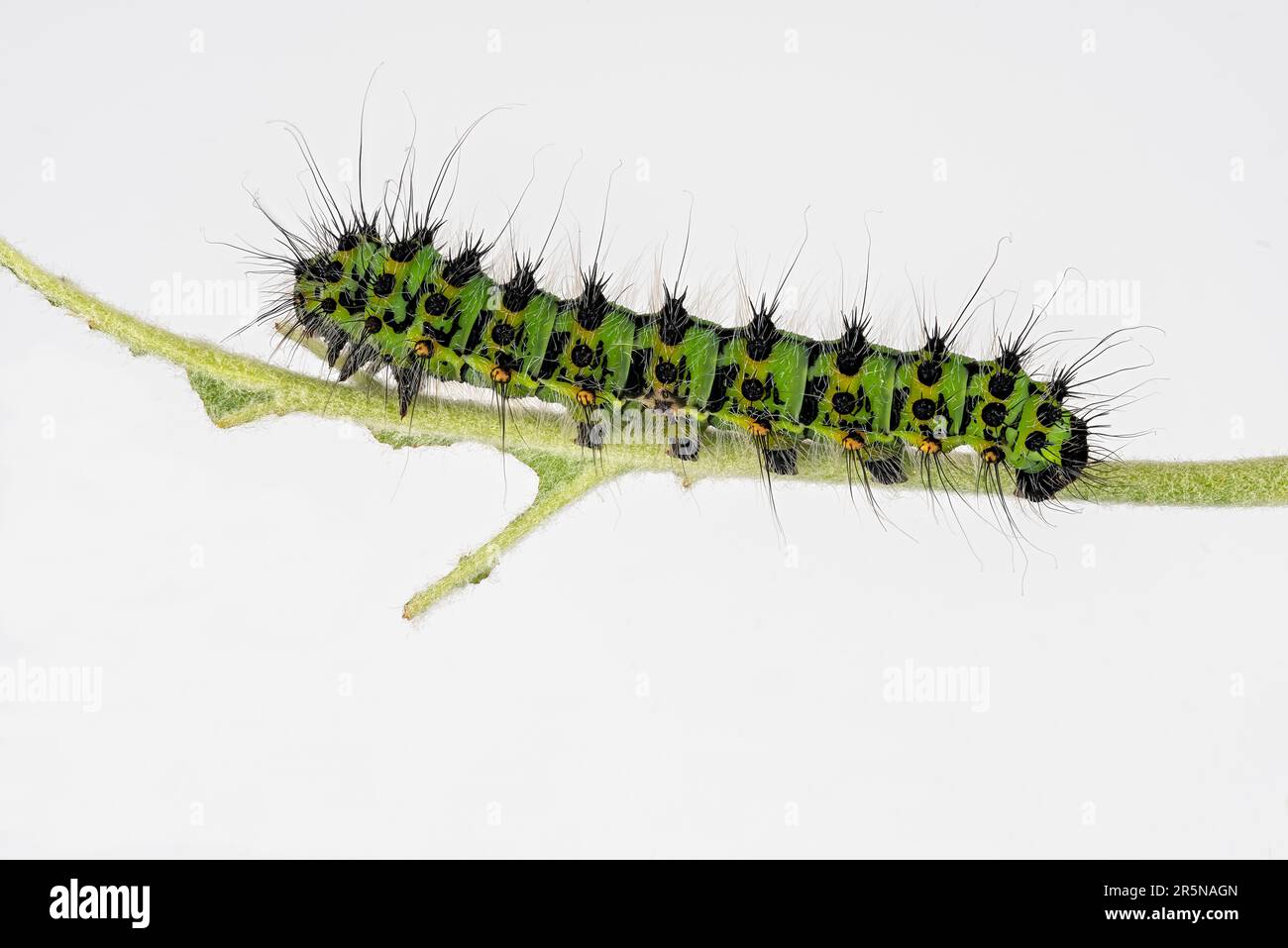 Detail emperor moth caterpillar hi-res stock photography and images - Alamy