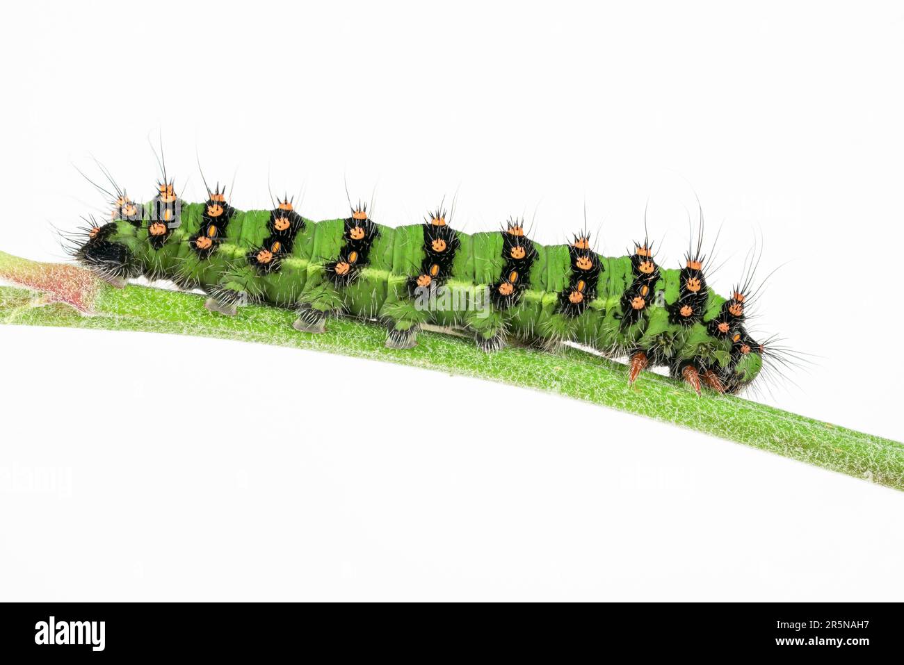 Detail emperor moth caterpillar hi-res stock photography and images - Alamy