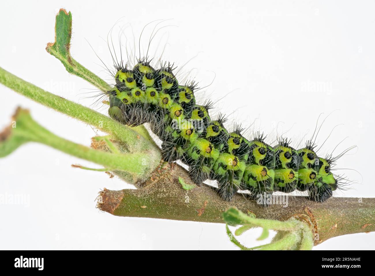 Detail emperor moth caterpillar hi-res stock photography and images - Alamy