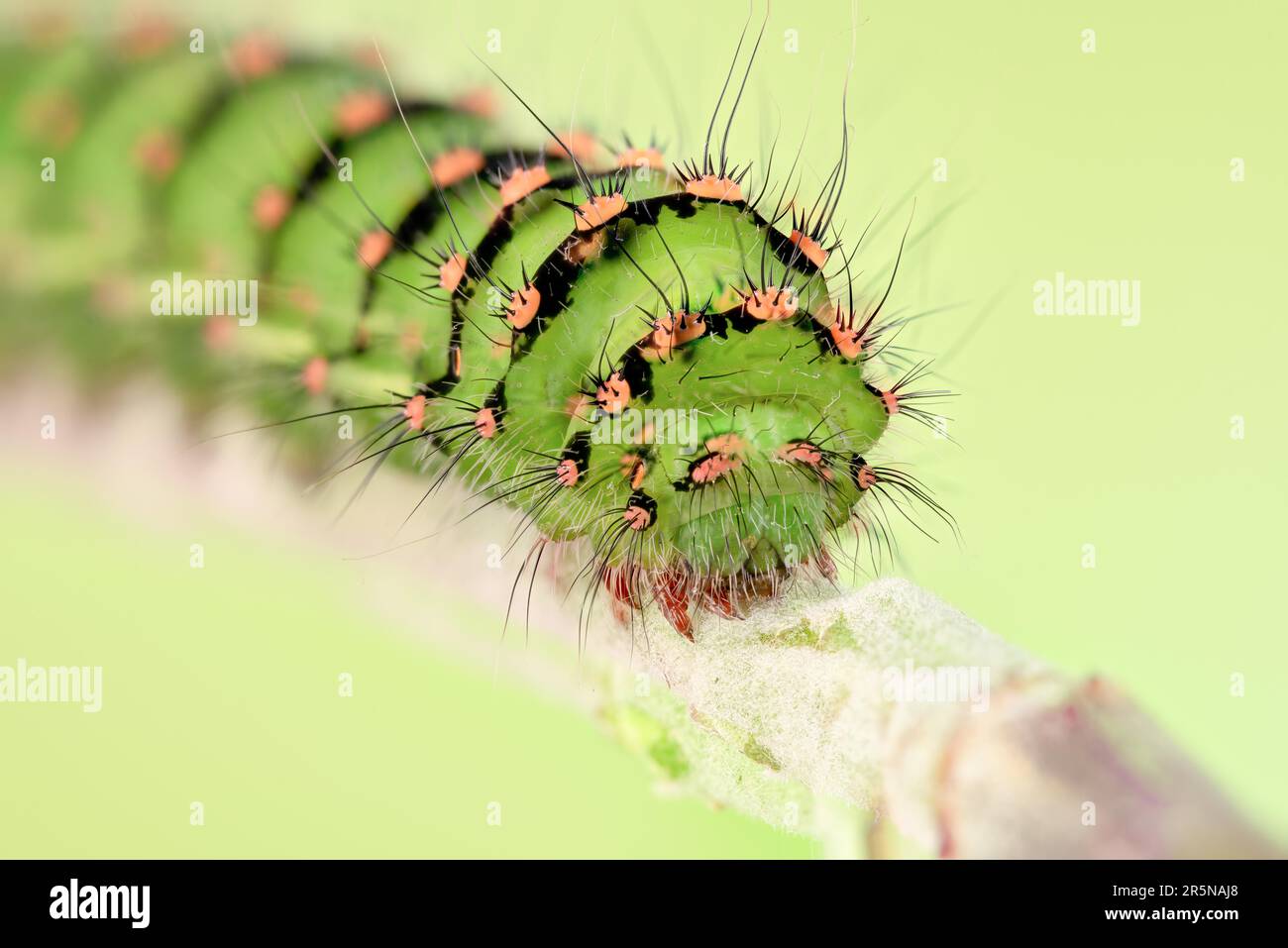 Emperor moth saturnia pavonia face hi-res stock photography and images ...