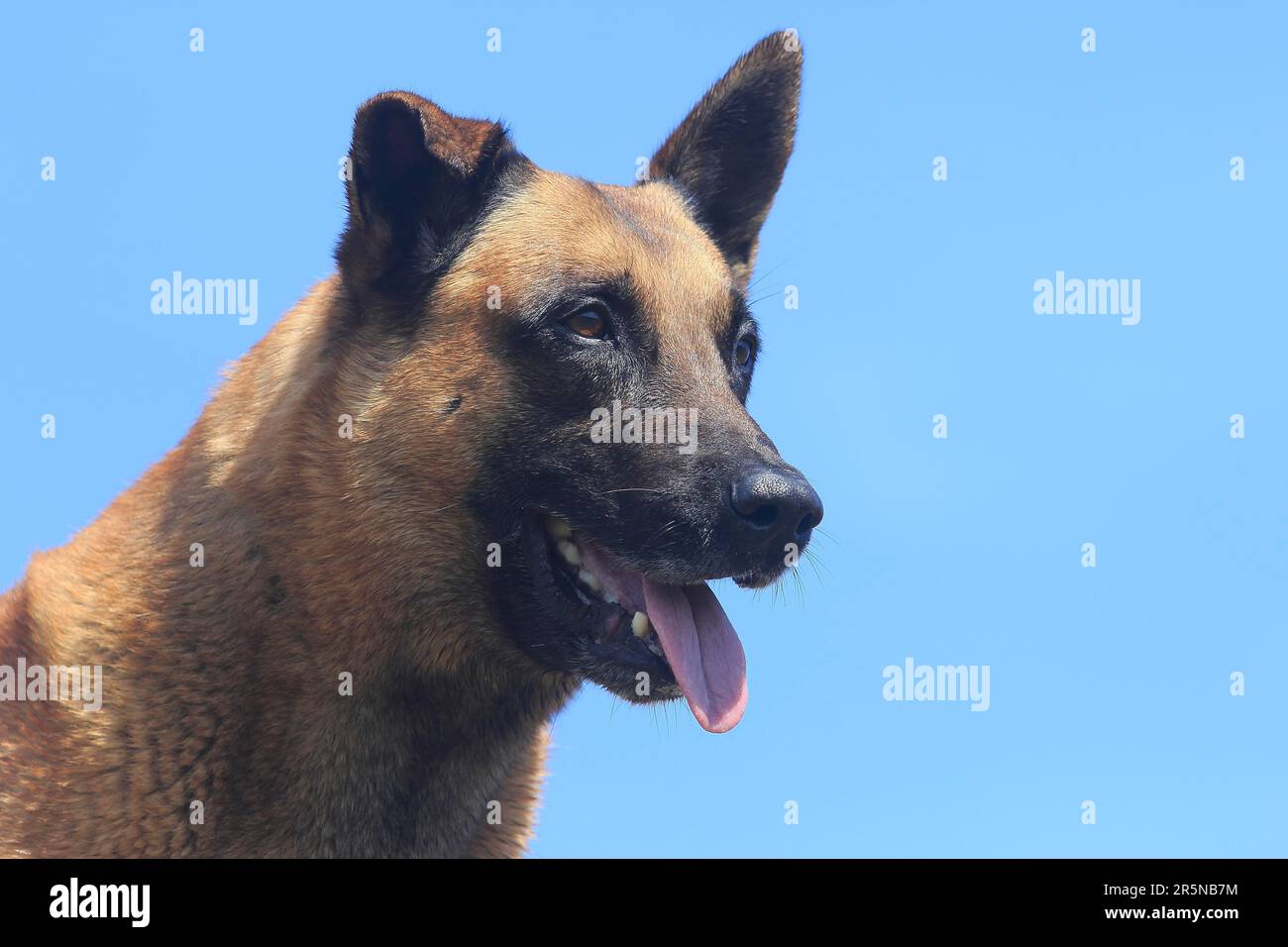 Malinois (Canis lupus familaris), male dog 9 years, portrait sideways Stock Photo