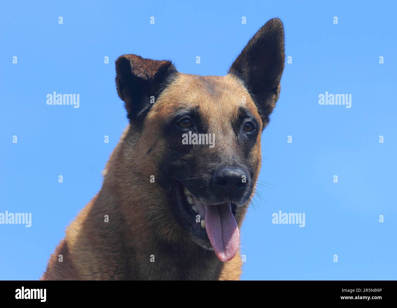 Malinois (Canis lupus familaris), male dog 9 years, portrait Stock Photo