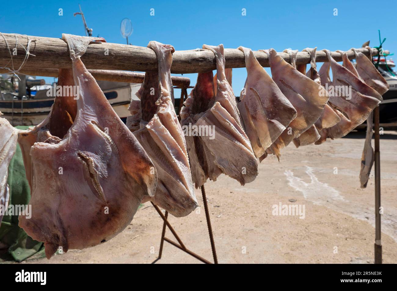 Atlantic cod, hung to dry, fishing port, Ericera, Lisbon coast, Portugal, dried fish, Lisboa Stock Photo