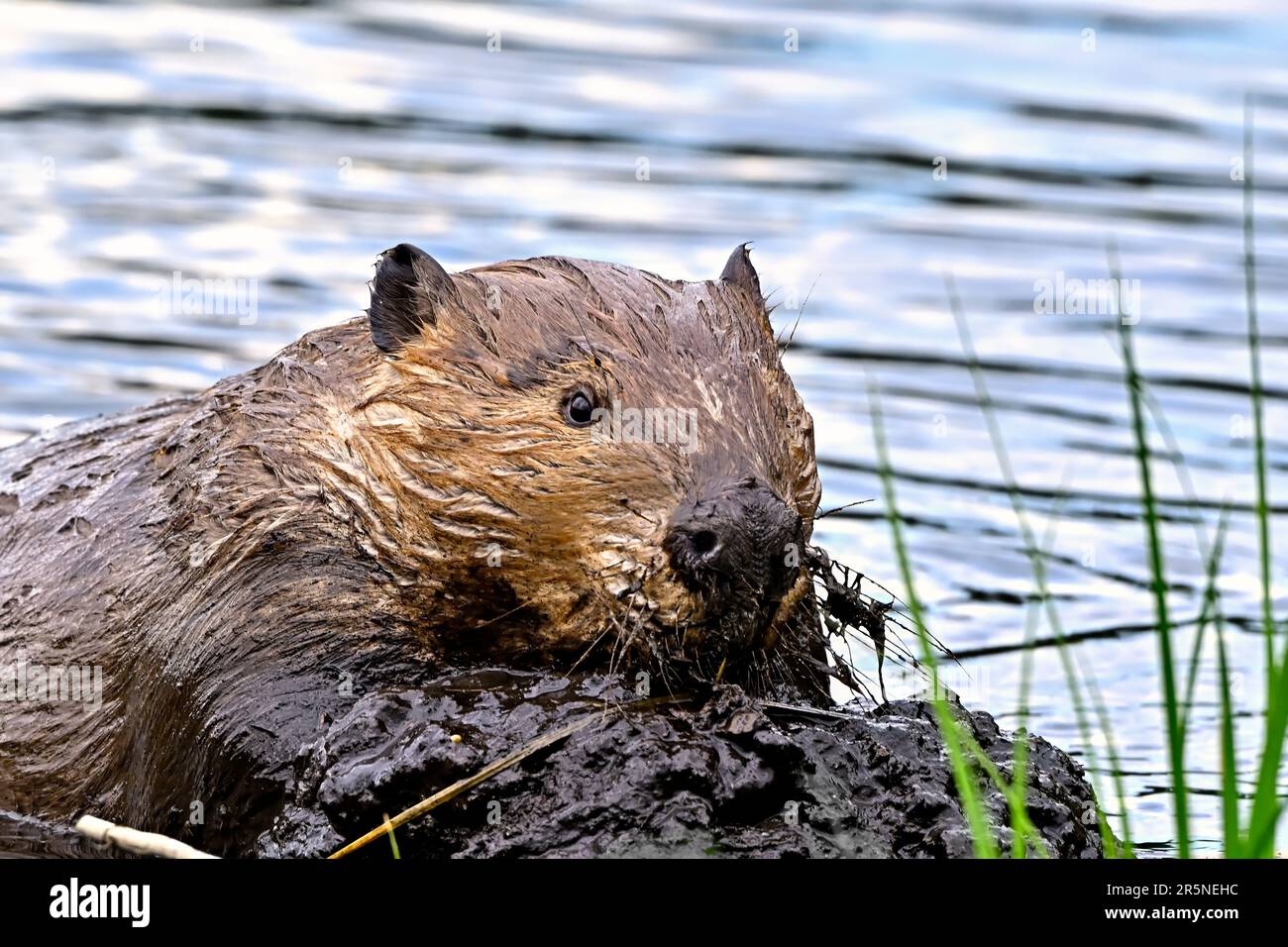 An adult beaver 'Castor canadensis',  bringing a load of fresh mud to the top of the beaver dam Stock Photo