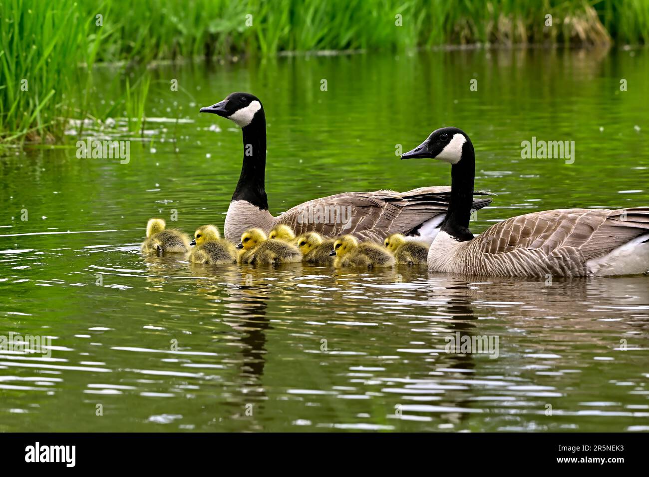 A Canada Goose family  (Branta canadensis);geese and goslings swimming in a beaver dam in rural Alberta Canada Stock Photo