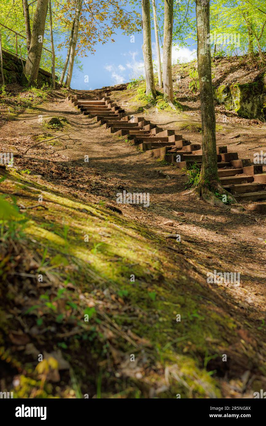 Enchanted Forest Path: Wooden Stairway Amidst Lush Green Forest Stock ...