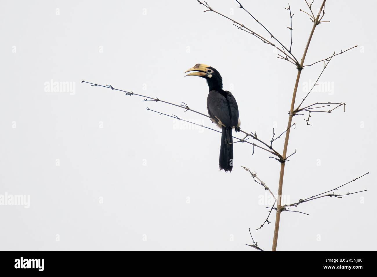 Oriental Pied-Hornbill Anthracoceros albirostris Karizanga National Park, Nagaon County, Assam, India 9 February 2023       Adult  Female          Buc Stock Photo