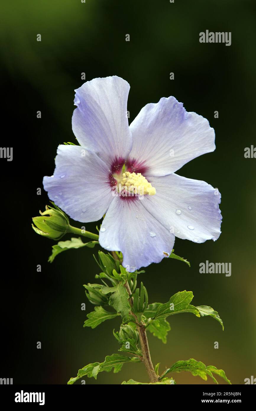 Rose of sharon hi-res stock photography and images - Alamy