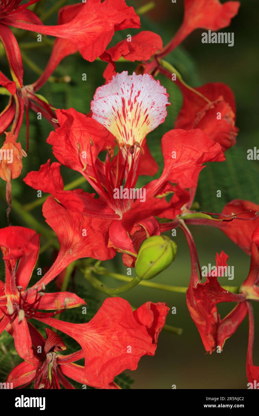 Royal poinciana (Delonix regia), Mkuze Park, South Africa (Poinciana