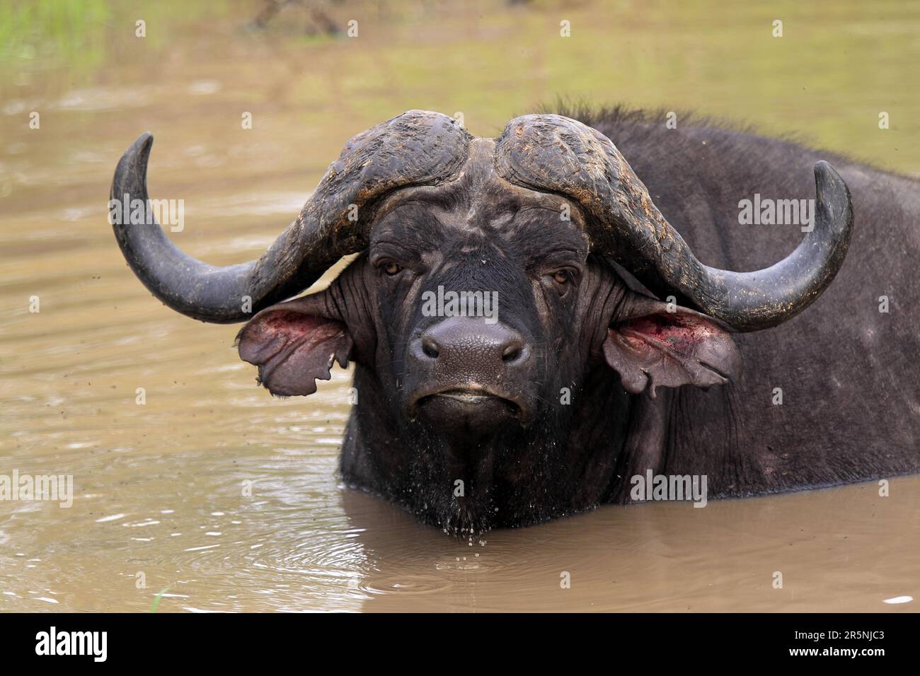 African buffalo (Syncerus caffer) in waterhole, Sabi Sabi Game Reserve ...