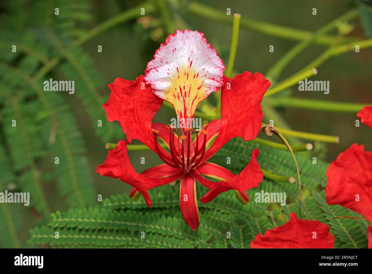 Royal poinciana (Delonix regia), flower, Mkuze Park, South Africa