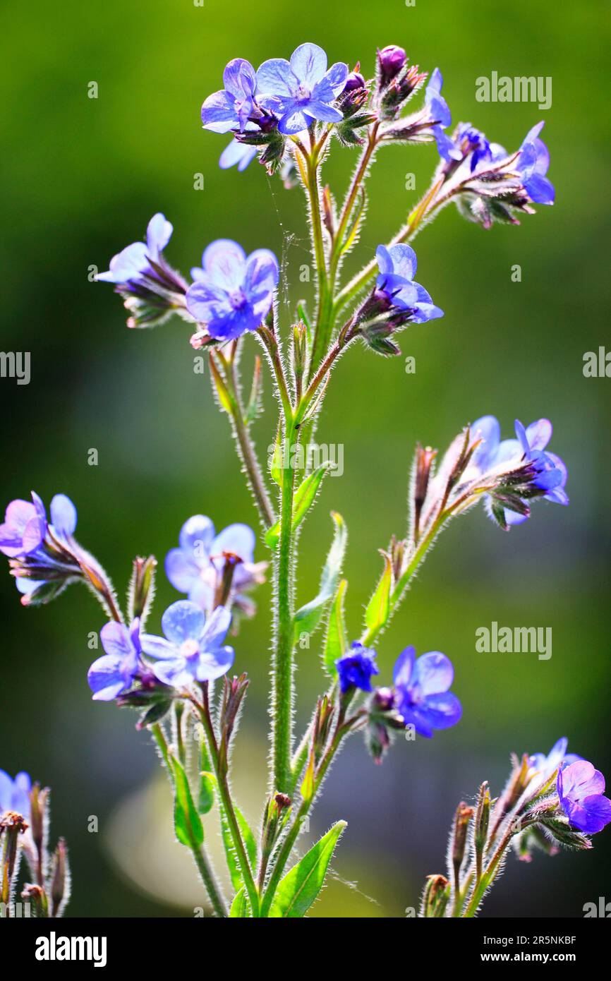 Italian Bugloss (Anchusa azurea), Italian Alkanet, Large Blue Alkanet Stock Photo