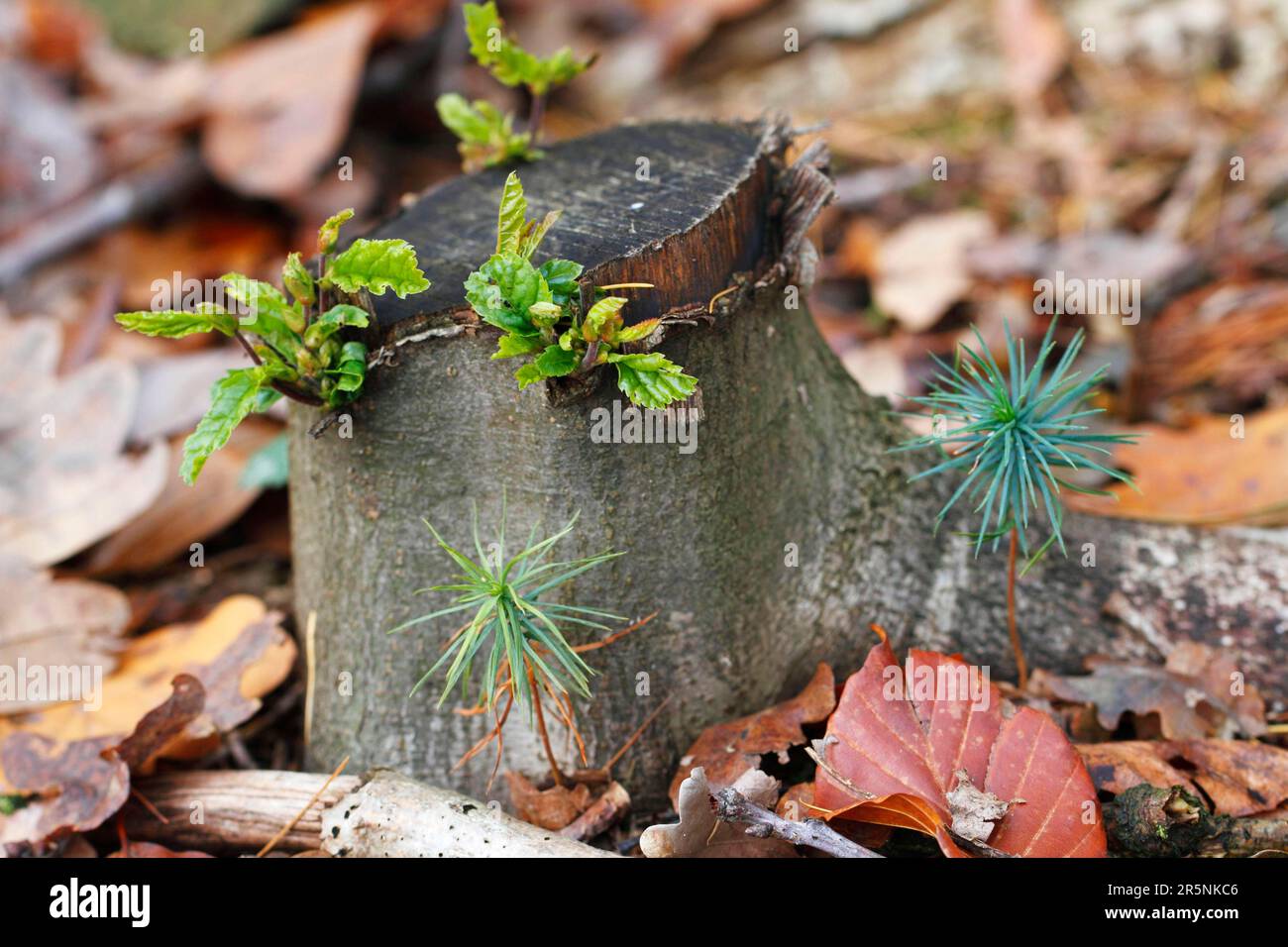 Pine, germ buds at tree stump, Lower Saxony, Germany (Pinus sylvestris) Stock Photo