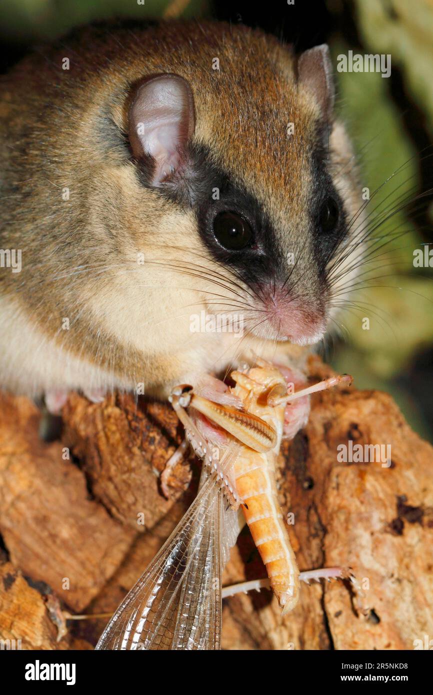 Forest Dormouse (Dryomys nitedula) eating cricket, Germany Stock Photo