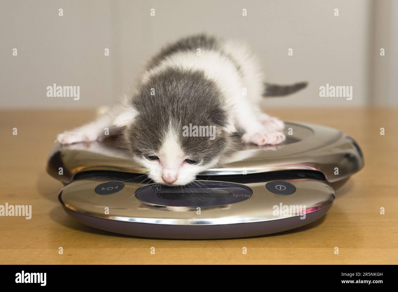 Domestic cat, kitten, 2 weeks, on scales, letter scales, weighing Stock