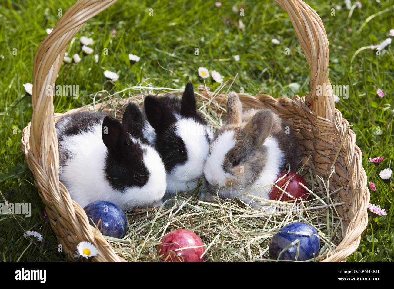 Dwarf rabbits, kittens, in Easter nest, domestic rabbits Stock Photo ...