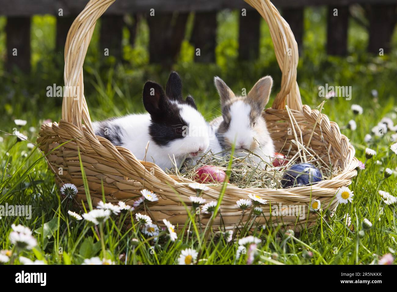 Dwarf rabbits, kittens, in Easter nest, domestic rabbits Stock Photo