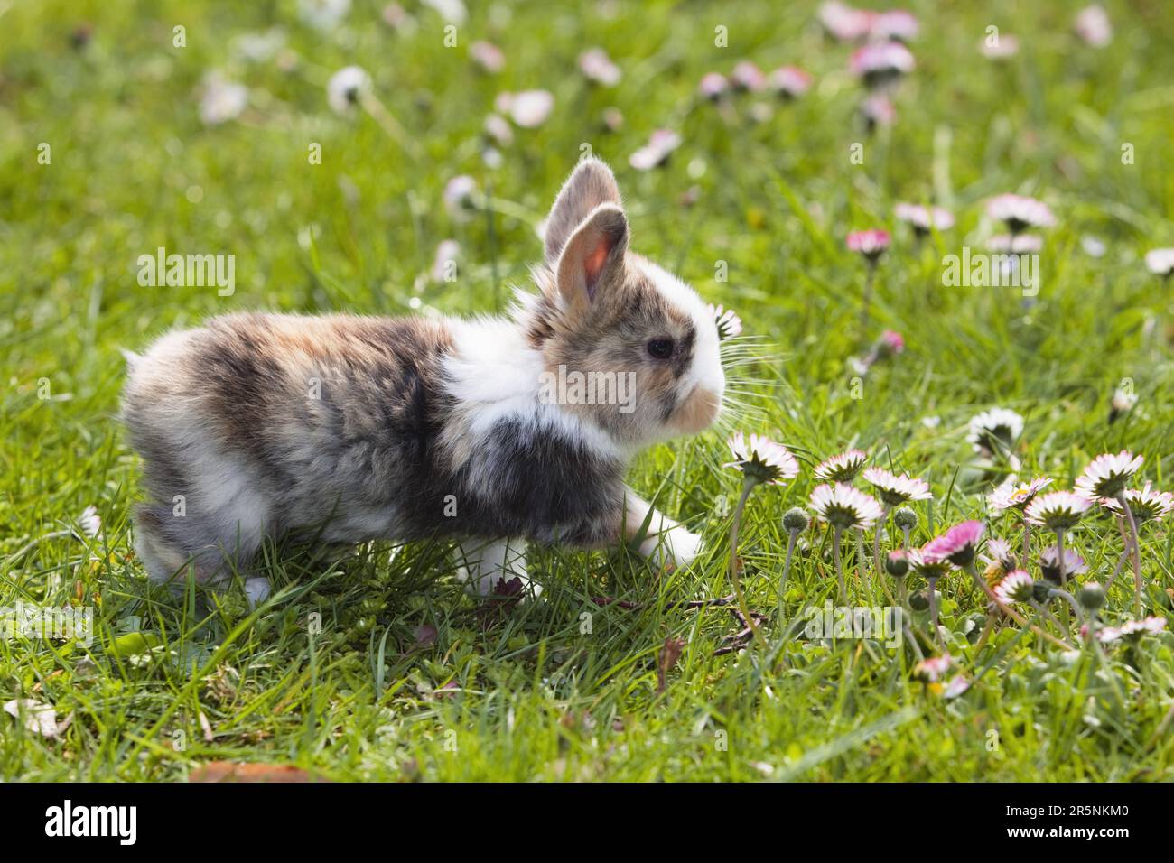 Dwarf rabbit, kitten, domestic rabbit, lateral Stock Photo - Alamy