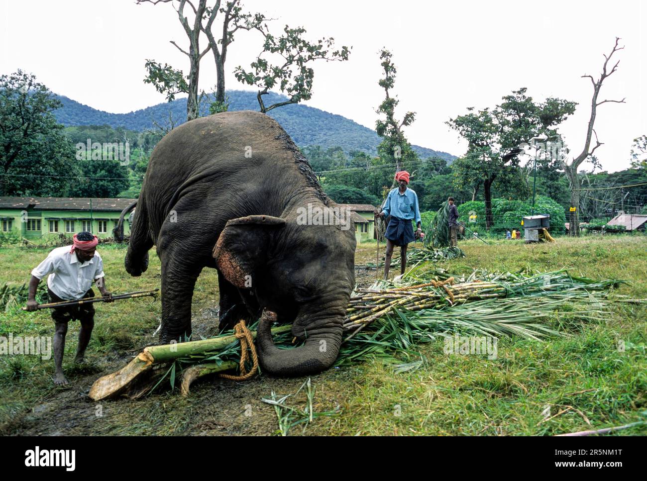 Elephant rejuvenation camp medical care and nutritional attention for Temple and Private