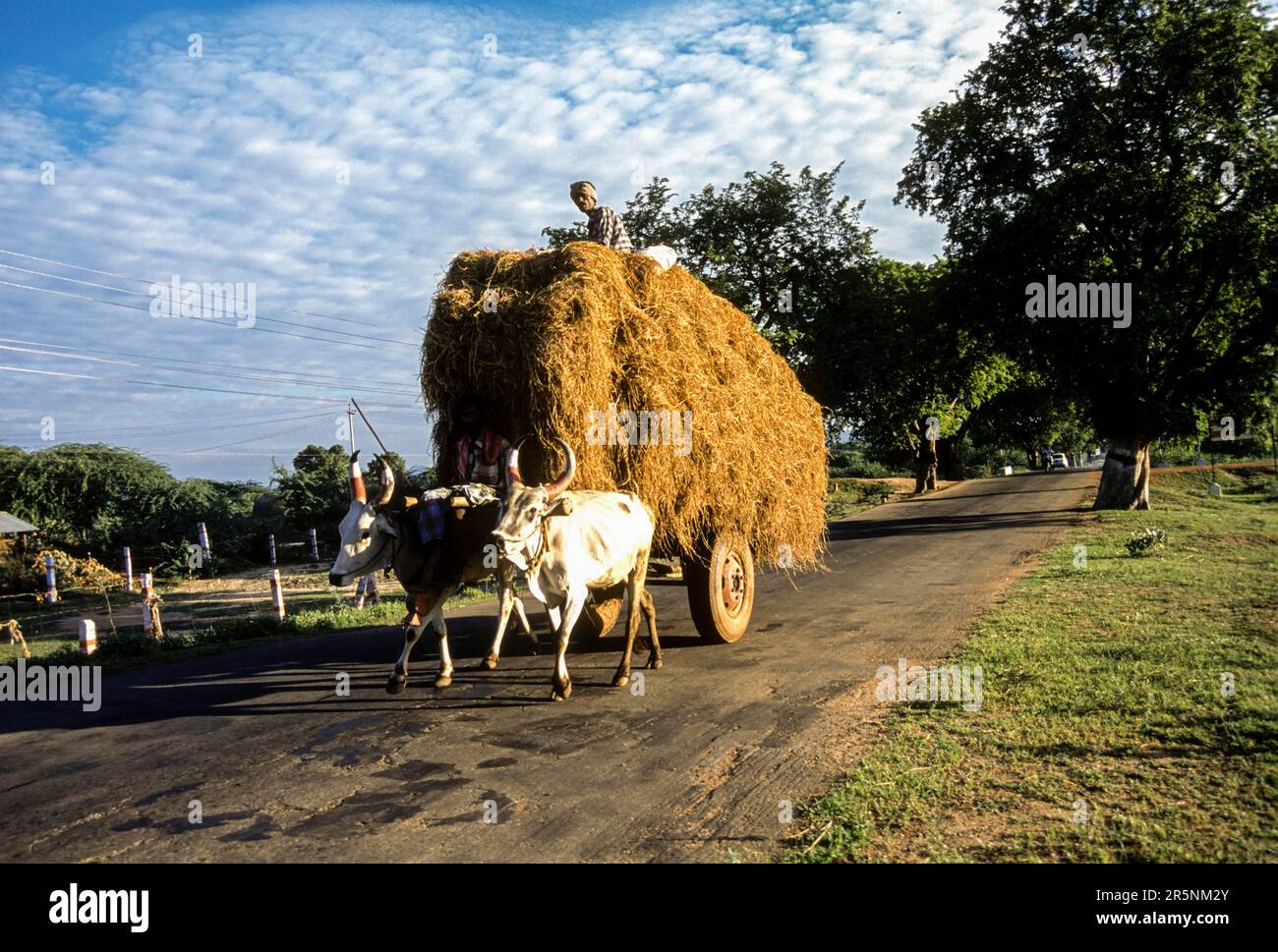A bullock cart carrying rice sheaves, Tamil Nadu, South India, India