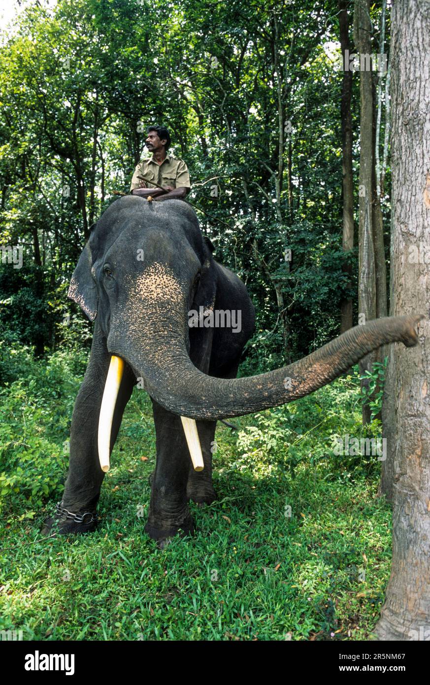 Tiger camp hi res stock photography and images Alamy
