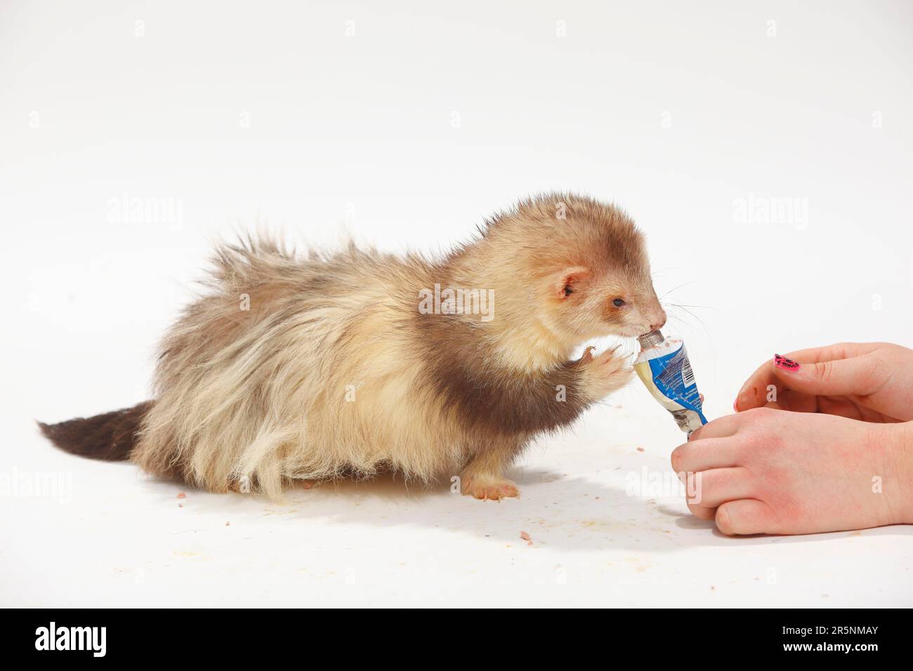 Ferret (Mustela putorius forma domestica) eating liverwurst from tube