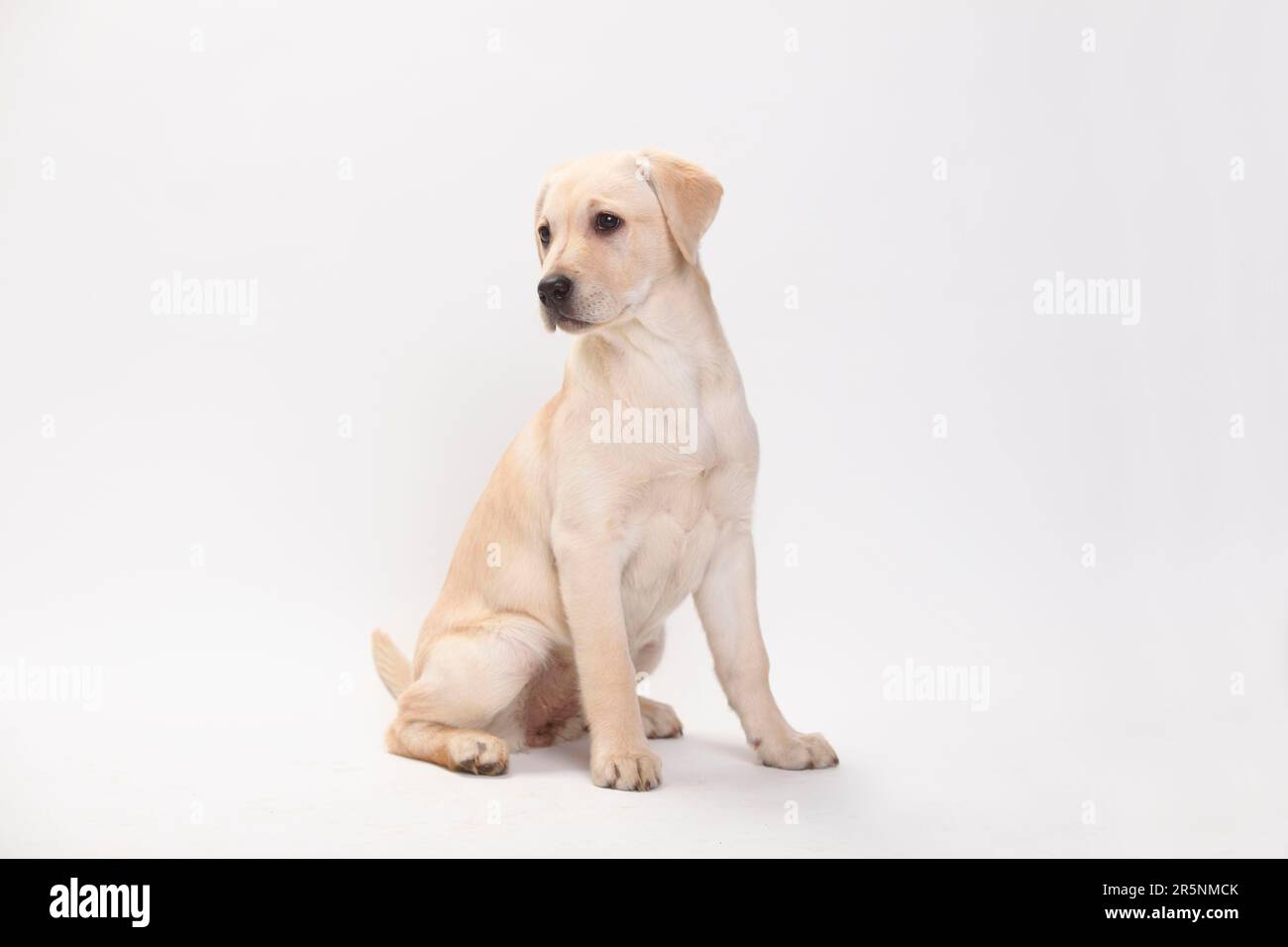 Labrador Retriever, puppy, 13 weeks Stock Photo - Alamy