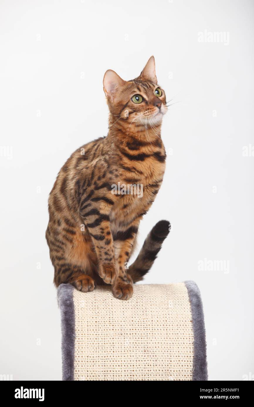 Bengal cat, scratching post Stock Photo Alamy